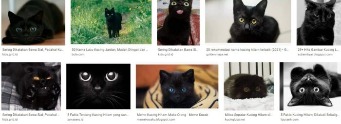 Gambar Kucing Hitam Lucu