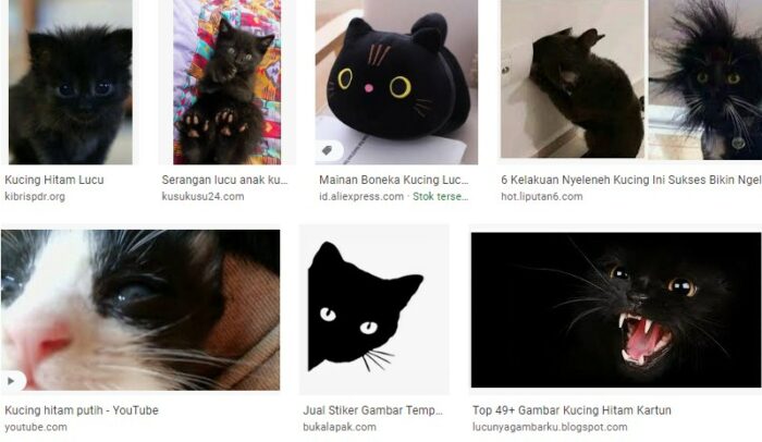 Gambar Kucing Hitam Lucu banget