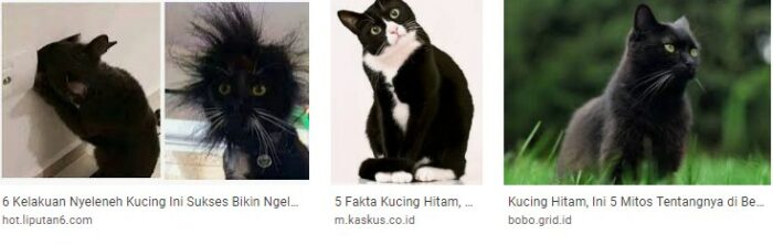 Gambar Kucing Hitam Lucu dan putih