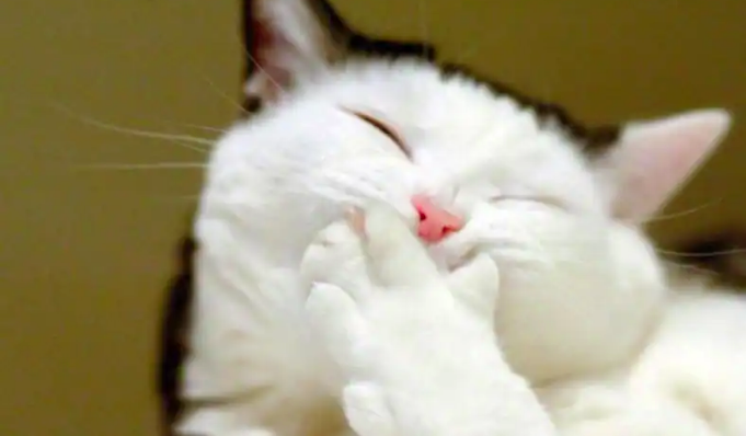 Gambar Kucing Imut Lucu Gambar Kucing Imut Lucu