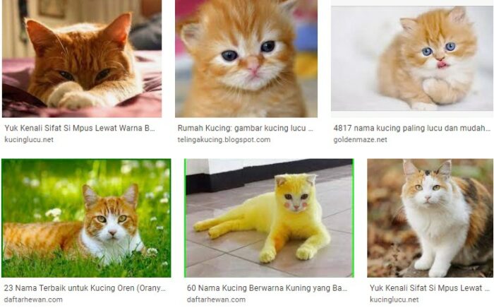 Foto Kucing Lucu Warna Kuning Foto Kucing Lucu Warna Kuning