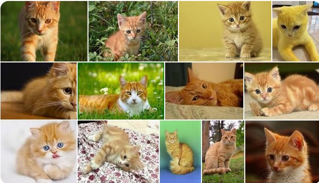 Foto Kucing Lucu Warna Kuning