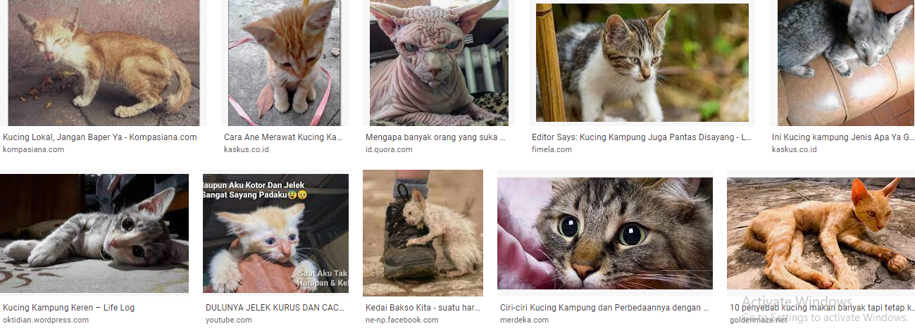 Gambar Kucing Kampung Jelek, Jangan Dibuang Untuk Kenangan