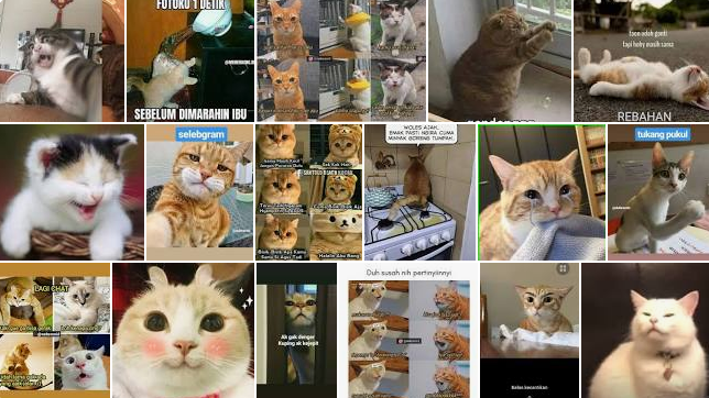 Gambar Kucing Lucu Meme Ini Biki Tertawa Terpingkal-pingkal
