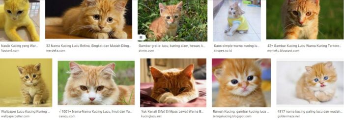 Gambar Kucing Lucu Warna Kuning