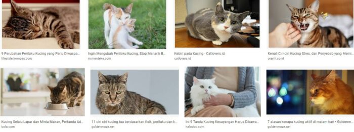Apa penyebab kucing bertingkah aneh? 10 Perilaku Kucing Aneh Yang Perlu Diwaspadai Apa penyebab kucing bertingkah aneh? 10 Perilaku Kucing Aneh Yang Perlu Diwaspadai