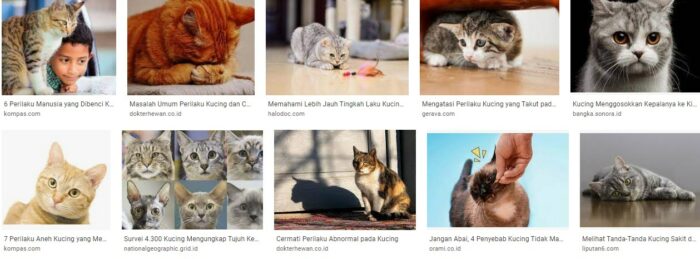Perubahan perilaku kucing yang perlu diwaspadai