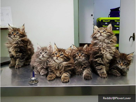 Kucing Maine Coon Umur 1 Tahun Kucing Maine Coon Umur 1 Tahun