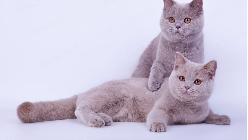 Kucing Lucu Warna Ungu Kucing Lucu Warna Ungu