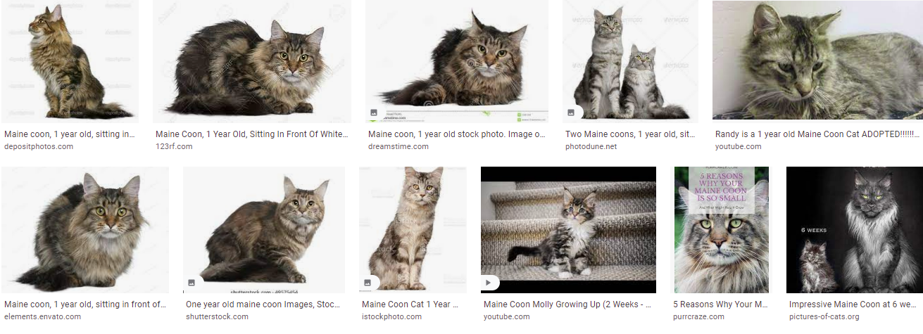 Kucing Maine Coon Umur 1 Tahun