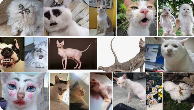 Kucing pasang muka jelek tapi lucu bikin senyum-semyum