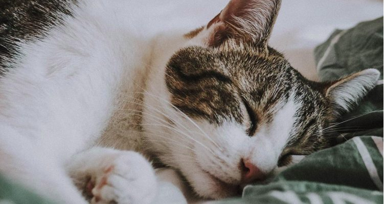 Tips Perawatan Kucing Yang Menderita Penyakit Kanker (clubpets.com)