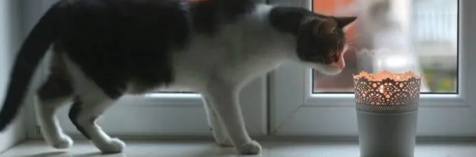 Cara mengobati luka bakar akibat uap panas (tuxedo-cat.co.uk)