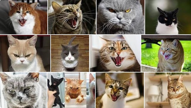 Inilah gambar muka kucing yang sedang marah. Hati-hati biasanya akan suka mencakar