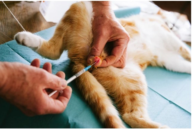 Proses dan cara kebiri kucing jantan (vice.com)