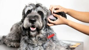 MASALAH KULIT DAN KONDISI KULIT PADA ANJING MASALAH KULIT DAN KONDISI KULIT PADA ANJING