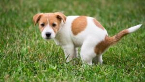 SEMBELIT ANJING: SEMUA YANG PERLU ANDA KETAHUI SEMBELIT ANJING: SEMUA YANG PERLU ANDA KETAHUI