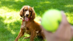 TIPS PERGI KE PANTAI DENGAN ANJING ANDA TIPS PERGI KE PANTAI DENGAN ANJING ANDA