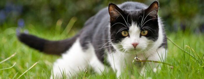 MEMAHAMI BAHASA TUBUH KUCING ANDA MEMAHAMI BAHASA TUBUH KUCING ANDA