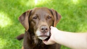 MENGENALI DAN MEMBASMI KUTU PADA ANJING MENGENALI DAN MEMBASMI KUTU PADA ANJING