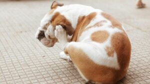MERAWAT KULIT SENSITIF ANJING ANDA INFEKSI TELINGA ANJING DAN MASALAH TELINGA LAINNYA: GEJALA, PENYEBAB & PENGOBATAN MERAWAT KULIT SENSITIF ANJING ANDA INFEKSI TELINGA ANJING DAN MASALAH TELINGA LAINNYA: GEJALA, PENYEBAB & PENGOBATAN