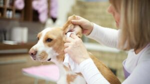 TUNGAU TELINGA PADA ANJING: GEJALA DAN PENGOBATANNYA MENGENALI DAN MEMBASMI KUTU PADA ANJING TUNGAU TELINGA PADA ANJING: GEJALA DAN PENGOBATANNYA MENGENALI DAN MEMBASMI KUTU PADA ANJING