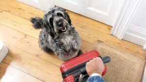 BEPERGIAN DENGAN ANJING: DAFTAR PERIKSA LENGKAP BEPERGIAN DENGAN ANJING: DAFTAR PERIKSA LENGKAP