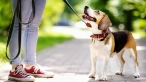 BERAT BADAN DAN KONDISI TUBUH ANJING YANG SEHAT BERAT BADAN DAN KONDISI TUBUH ANJING YANG SEHAT