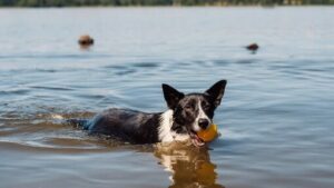 BERENANG DAN RAS ANJING BERENANG DAN RAS ANJING