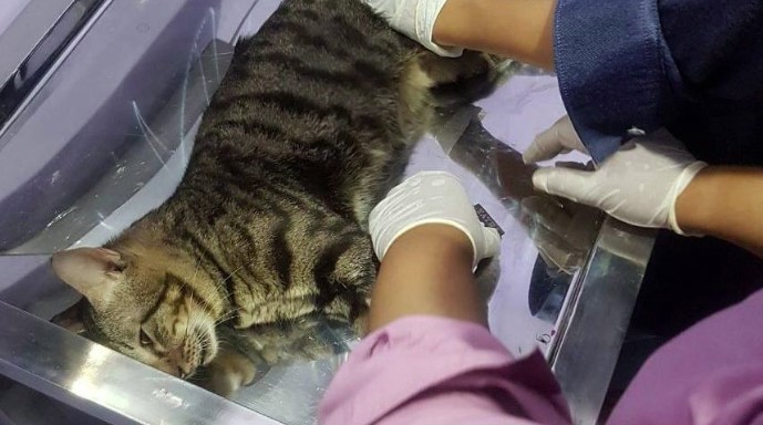 Biaya operasi flutd sakit kandung kemih bawah kucing pada kucing (kandpclinic.com)
