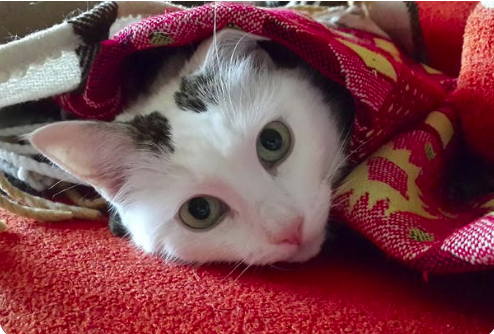 Cara Mengobati Kucing Batuk, Muntah dan Seperti Tersedak Cara Mengobati Kucing Batuk, Muntah dan Seperti Tersedak