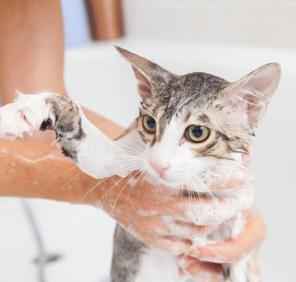 Cara memandikan kucing anggora kecil (bola.com)