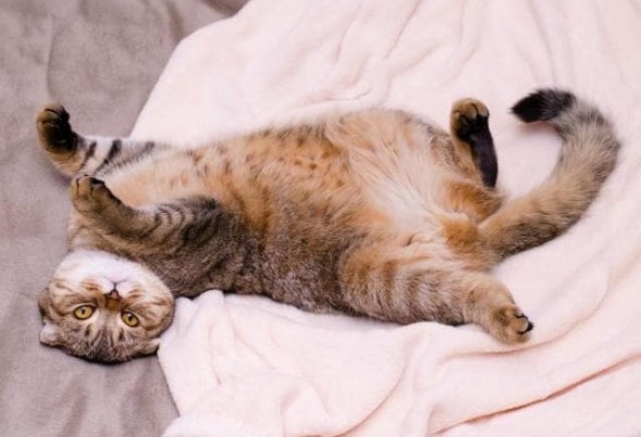 Cara mengatasi kucing sakit perut kolik (petmd.com)