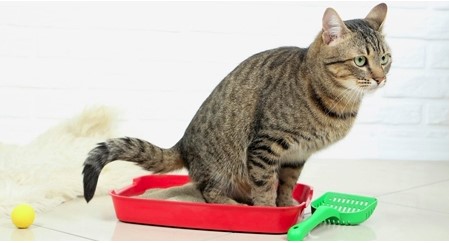 Cara mengatasi kucing sembelit (felinemedicalclinic.com)