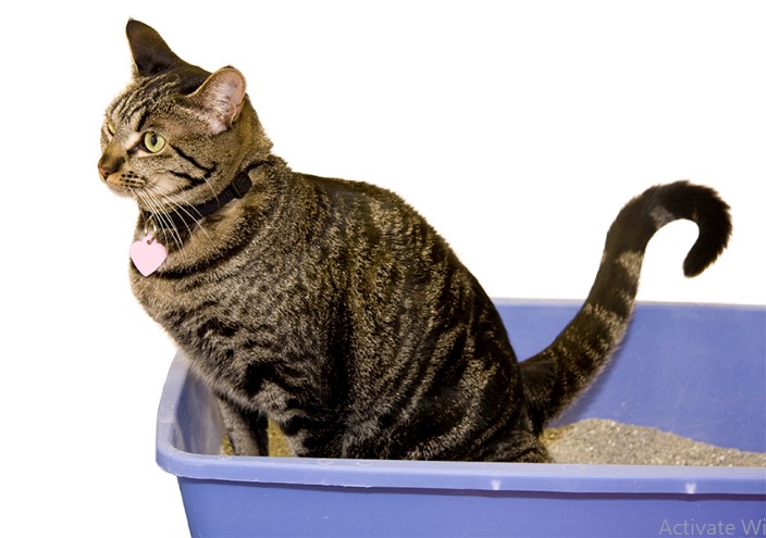 Ciri ciri flutd sakit kandung kemih bawah pada kucing (icatcare.org)