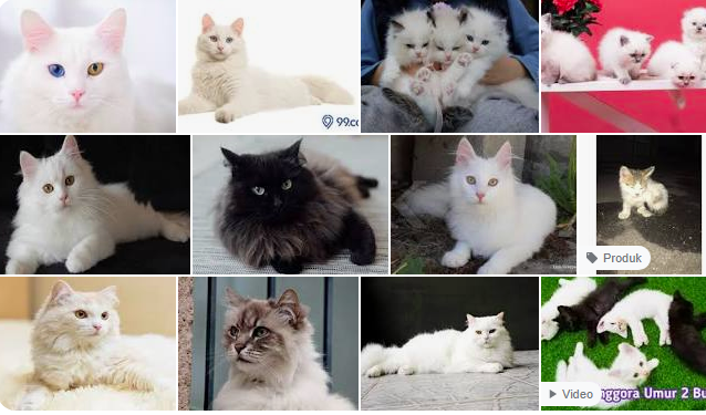 KUCING ANGGORA KECIL DAN CIRI-CIRINYA KUCING ANGGORA KECIL DAN CIRI-CIRINYA