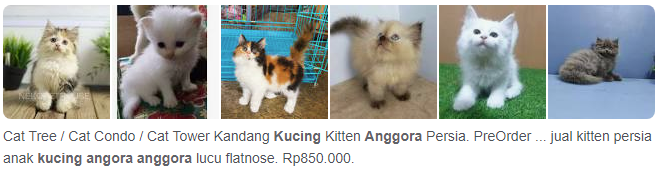 Harga kucing anggora kecil murah