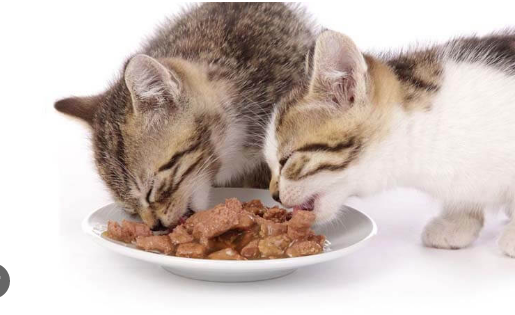 Makanan untuk kucing anggora kecil (hawanee)