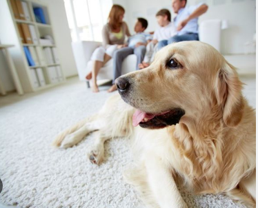 Manfaat memelihara anjing di rumah