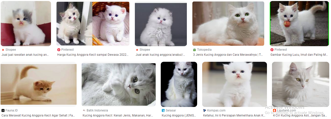 Perawatan kucing anggora kecil