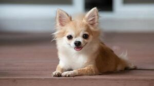 10 RAS ANJING PALING POPULER 10 RAS ANJING PALING POPULER