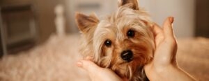 ANJING KECIL BERBULU PANJANG YANG AKAN MENCURI HATI ANDA ANJING KECIL BERBULU PANJANG YANG AKAN MENCURI HATI ANDA