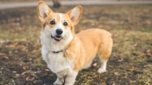 11 RAS ANJING INGGRIS DAN INGGRIS 11 RAS ANJING INGGRIS DAN INGGRIS