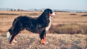 10 RAS ANJING GUNUNG 10 RAS ANJING GUNUNG