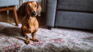 9 RAS ANJING KECIL YANG AKAN ANDA CINTAI 9 RAS ANJING KECIL YANG AKAN ANDA CINTAI