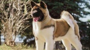 10 RAS ANJING JEPANG TERATAS 10 RAS ANJING JEPANG TERATAS