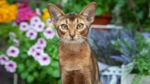 RAS KUCING PALING PENYAYANG DAN RAMAH RAS KUCING PALING PENYAYANG DAN RAMAH