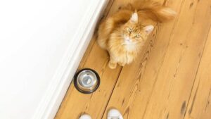 APA YANG DIMINUM KUCING? MITOS SUSU UMUM TERHALAU APA YANG DIMINUM KUCING? MITOS SUSU UMUM TERHALAU