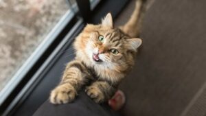 PERILAKU AGRESIF PADA KUCING PERILAKU AGRESIF PADA KUCING