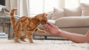 BOLA RAMBUT KUCING: YANG HARUS ANDA KETAHUI BOLA RAMBUT KUCING: YANG HARUS ANDA KETAHUI